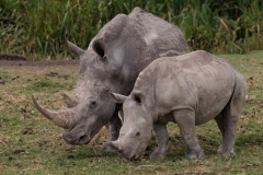Baby and Mother White Rhinoceros