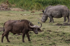 Cape Buffalo and White Rhinoceros in Harmony