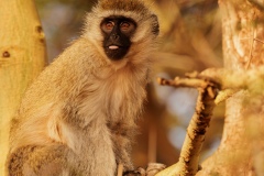 Vervet Monkey