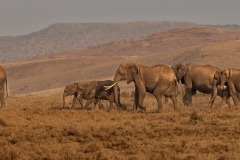 Elephant Herd On the move to Next Feeding Area