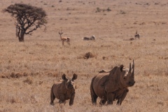 Black Rhinoceros and her Calf