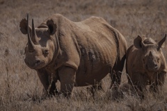 Black Rhinoceros and her Calf
