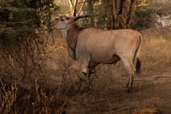 Common Eland, The Biggest Antelope in Kenya