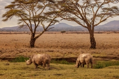 White Rhinoceros in their environment