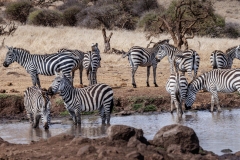 Herd Of Zebras