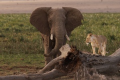 Elephant Chasing Lion Away Before the Arrival of the Heard