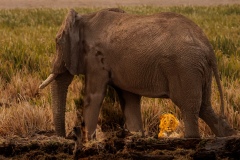 Lion In the Weeds Watching the Elephant going By