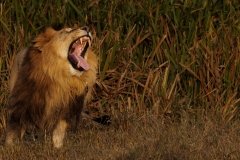 Roaring Lion