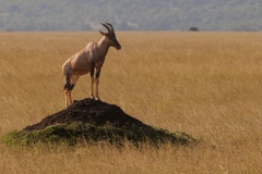 Tobi Antelope