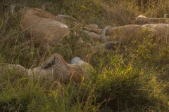 Sleeping Lions