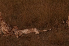 Exhausted Cheetahs Laying Down
