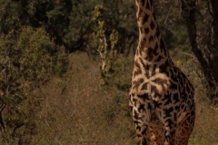Maasai Giraffe : Irregular Shaped Patches