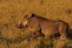 Warthog