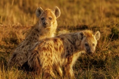 Spotted Hyenas At Sun Rise
