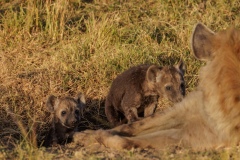 Young Hyenas coming out of Den In The Morning