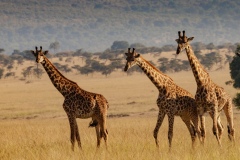 Masai Giraffes Strolling the Mara