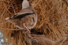 Weaving Bird entering its room in the common nest