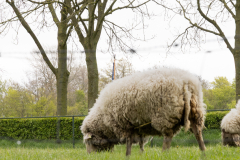Sheep grazing in Veere
