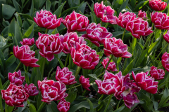 Keukenhof, also known as the Garden of Europe, is one of the world's largest flower gardens