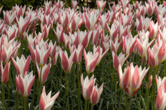 Keukenhof, also known as the Garden of Europe, is one of the world's largest flower gardens