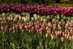 Keukenhof, also known as the Garden of Europe, is one of the world's largest flower gardens