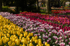 Keukenhof, also known as the Garden of Europe, is one of the world's largest flower gardens