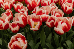 Keukenhof, also known as the Garden of Europe, is one of the world's largest flower gardens