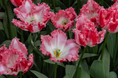 Keukenhof, also known as the Garden of Europe, is one of the world's largest flower gardens