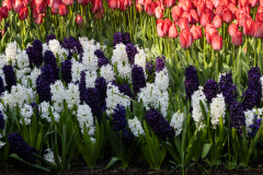 Keukenhof, also known as the Garden of Europe, is one of the world's largest flower gardens