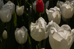 Keukenhof, also known as the Garden of Europe, is one of the world's largest flower gardens