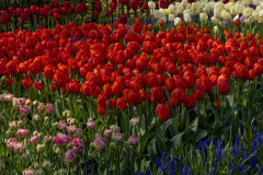 Keukenhof, also known as the Garden of Europe, is one of the world's largest flower gardens
