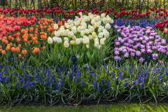 Keukenhof, also known as the Garden of Europe, is one of the world's largest flower gardens